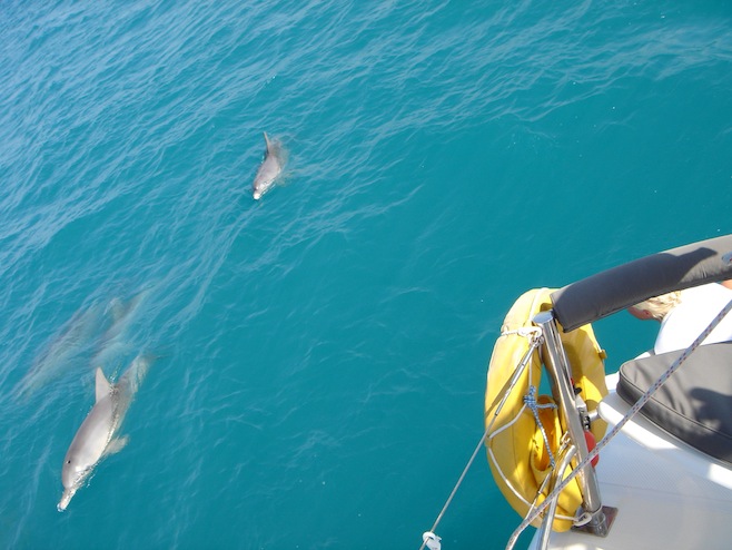 Dolphins While at Anchor